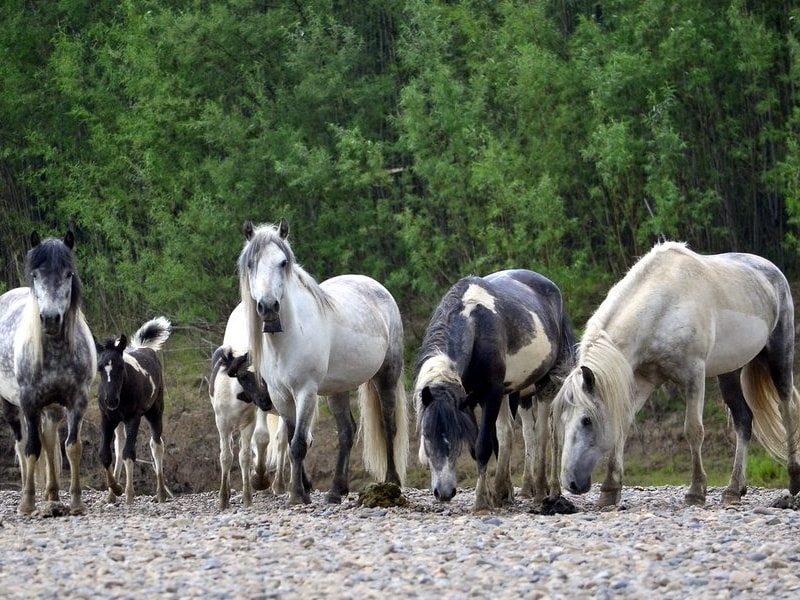 Дикие лошади-фото А.Соловьева