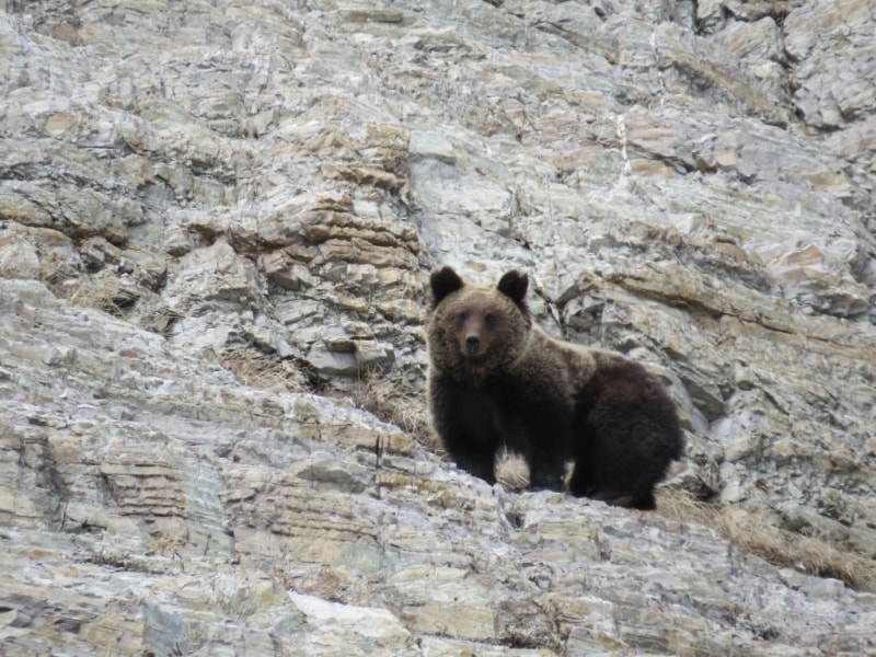 Бурый медведь (фото А.Карамзина)