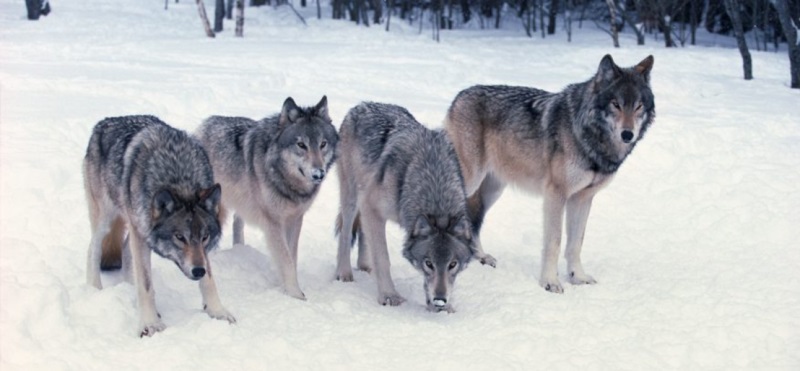 Волки уполовинили стада оленей в Хабаровском крае